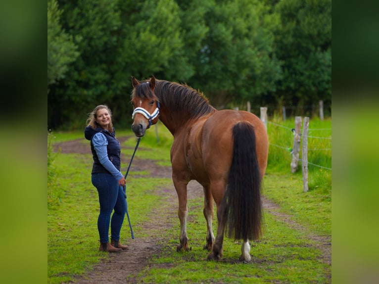 Freiberg / Franches Montagnes Mix Castrone 13 Anni 157 cm Baio in Raisdorf