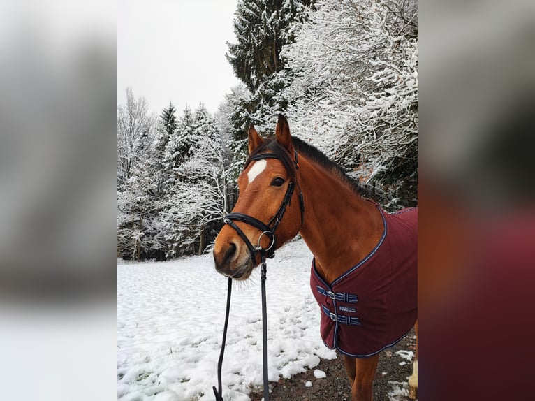 Freiberg / Franches Montagnes Castrone 13 Anni 165 cm Baio in Meggen