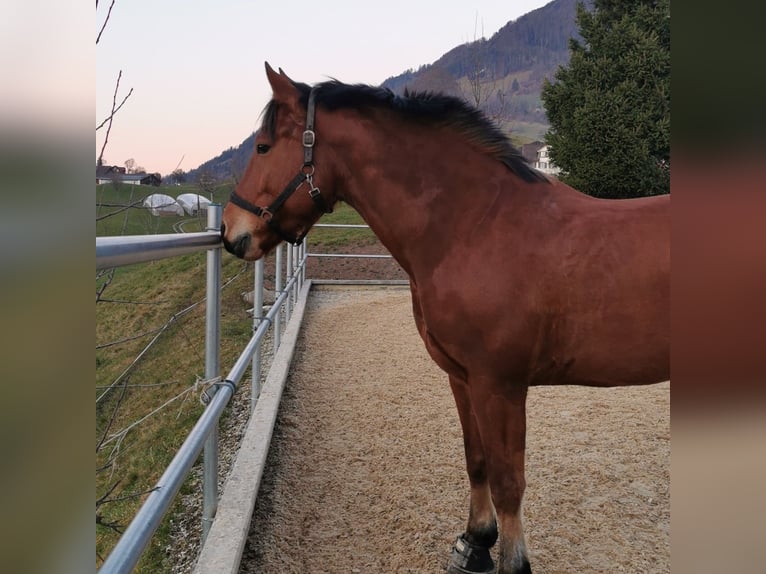 Freiberg / Franches Montagnes Castrone 13 Anni 165 cm Baio in Meggen