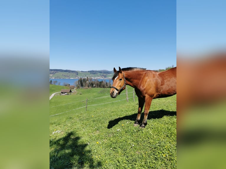 Freiberg / Franches Montagnes Castrone 13 Anni 165 cm Baio in Meggen