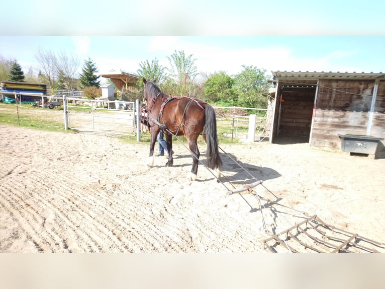 Freiberg / Franches Montagnes Castrone 14 Anni 160 cm Baio scuro in Cuxhaven