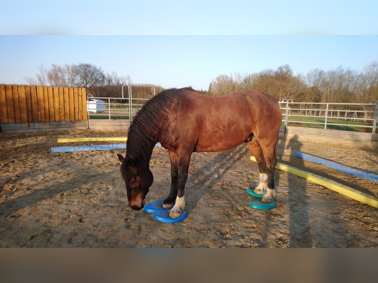 Freiberg / Franches Montagnes Castrone 14 Anni 160 cm Baio scuro in Cuxhaven