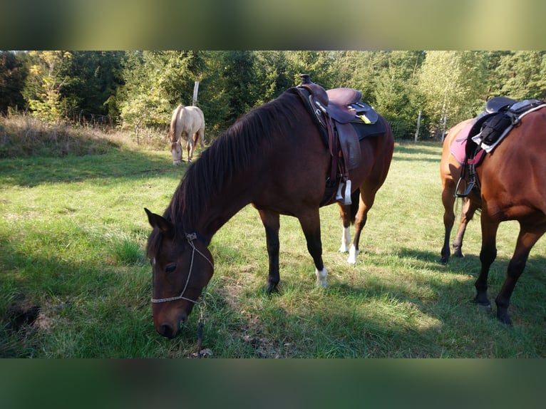 Freiberg / Franches Montagnes Castrone 14 Anni 160 cm Baio scuro in Cuxhaven