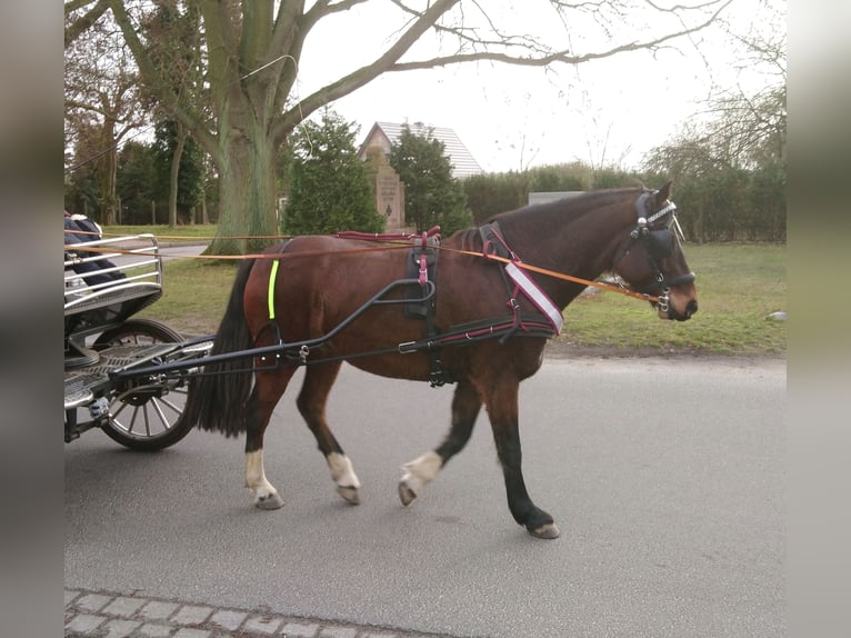 Freiberg / Franches Montagnes Castrone 14 Anni 160 cm Baio scuro in Cuxhaven