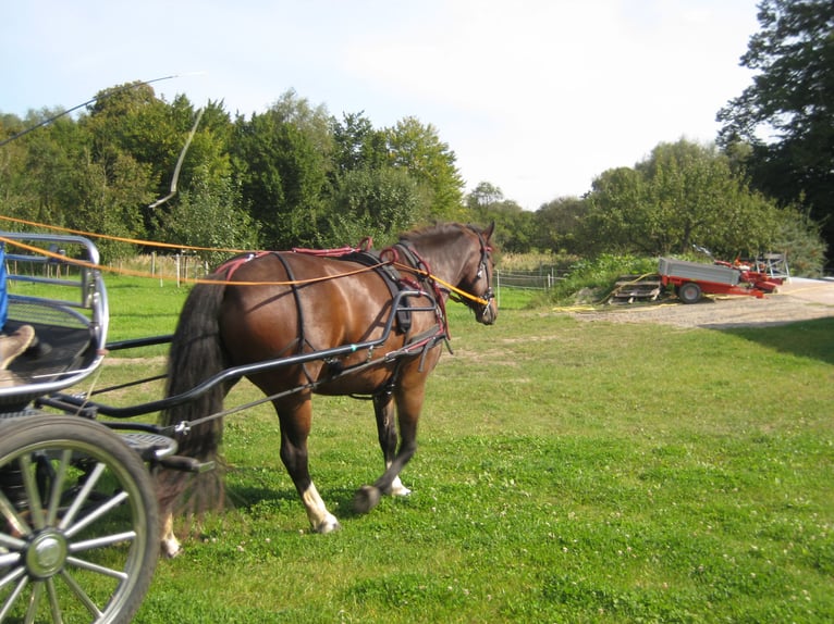 Freiberg / Franches Montagnes Castrone 14 Anni 160 cm Baio scuro in Cuxhaven