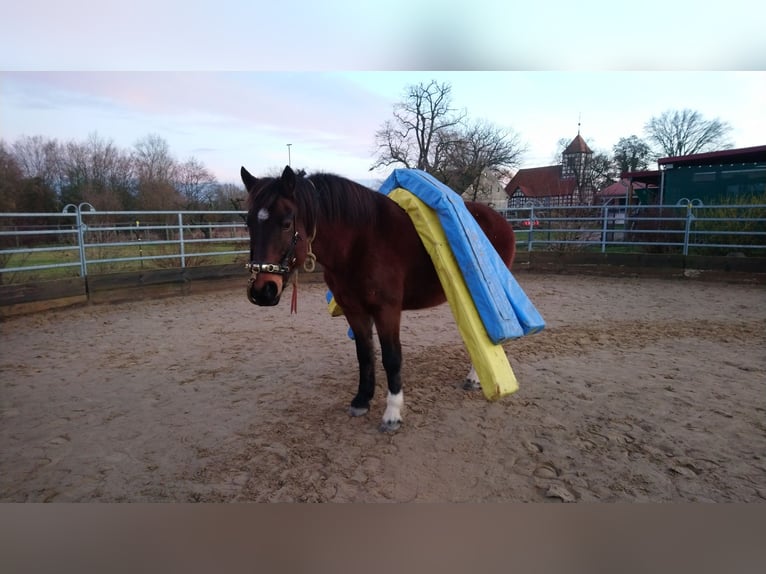 Freiberg / Franches Montagnes Castrone 14 Anni 160 cm Baio scuro in Cuxhaven