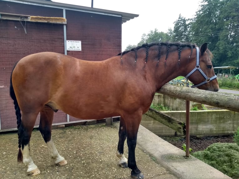 Freiberg / Franches Montagnes Castrone 15 Anni 152 cm Baio scuro in Geisig