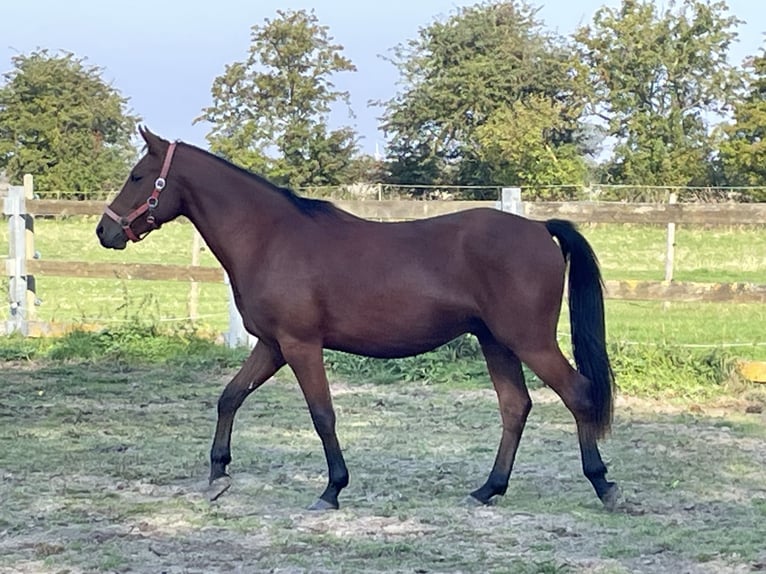 Freiberg / Franches Montagnes Mix Castrone 2 Anni 143 cm Baio in Fehmarn