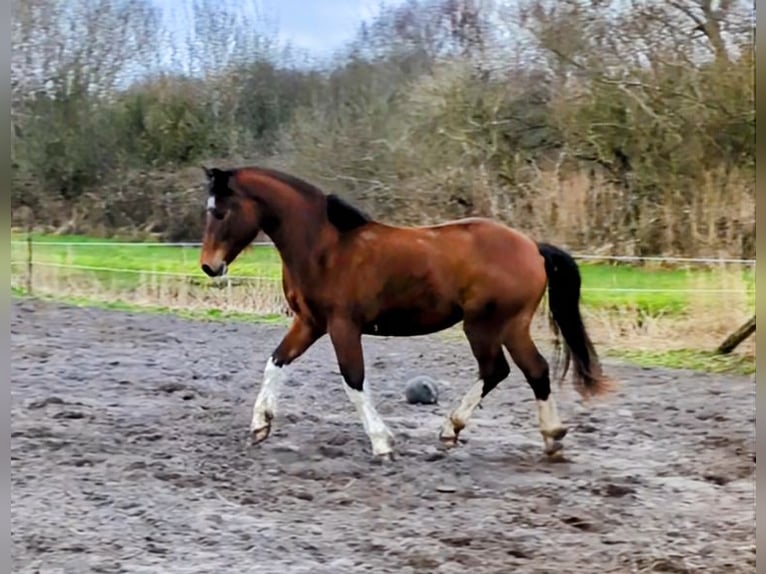 Freiberg / Franches Montagnes Castrone 3 Anni 150 cm Baio in Westoverledingen