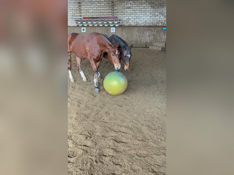 Freiberg / Franches Montagnes Castrone 3 Anni 151 cm Baio in Rümmingen