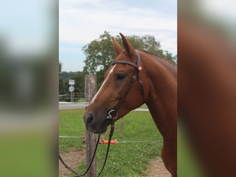 Freiberg / Franches Montagnes Castrone 3 Anni 151 cm Sauro in Schönholzerswilen