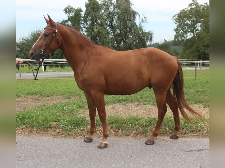 Freiberg / Franches Montagnes Castrone 3 Anni 151 cm Sauro in Schönholzerswilen