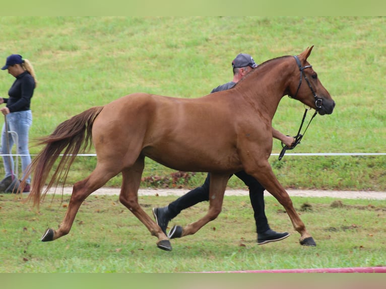 Freiberg / Franches Montagnes Castrone 3 Anni 151 cm Sauro in Schönholzerswilen