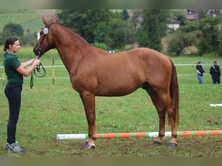 Freiberg / Franches Montagnes Castrone 3 Anni 151 cm Sauro in Schönholzerswilen