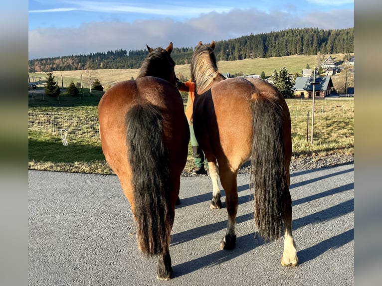 Freiberg / Franches Montagnes Castrone 3 Anni 154 cm Baio in Breitenbrunn/Erzgebirge