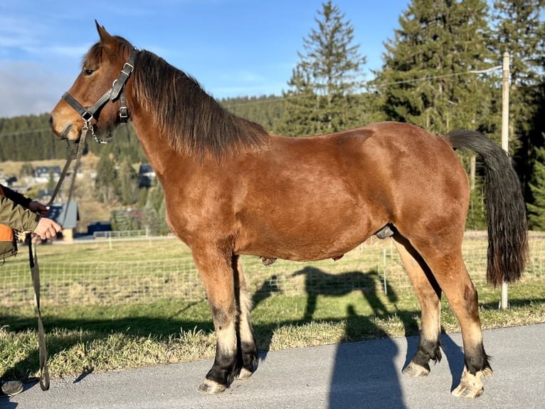 Freiberg / Franches Montagnes Castrone 3 Anni 154 cm Baio in Breitenbrunn/Erzgebirge