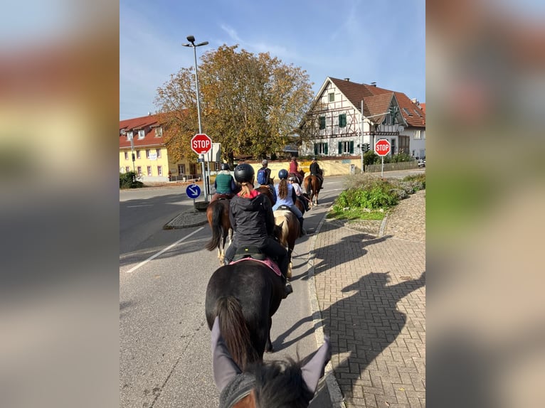 Freiberg / Franches Montagnes Castrone 3 Anni 155 cm Baio in Rümmingen