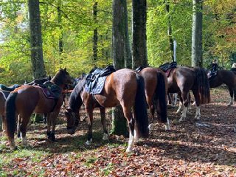 Freiberg / Franches Montagnes Castrone 3 Anni 155 cm Baio in Rümmingen