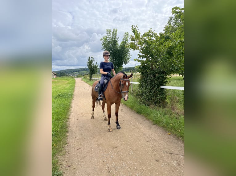 Freiberg / Franches Montagnes Castrone 3 Anni 155 cm Baio in Rümmingen