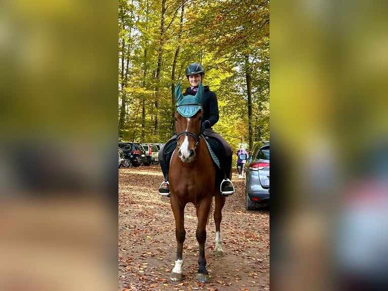 Freiberg / Franches Montagnes Castrone 3 Anni 155 cm Baio in Rümmingen