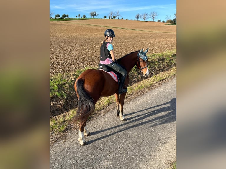 Freiberg / Franches Montagnes Castrone 3 Anni 155 cm Baio in Rümmingen