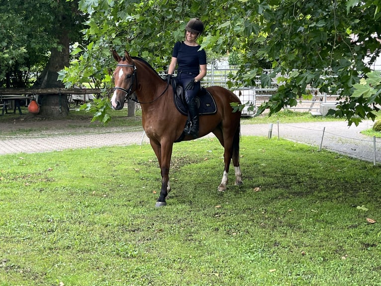 Freiberg / Franches Montagnes Castrone 3 Anni 155 cm Baio in Rümmingen