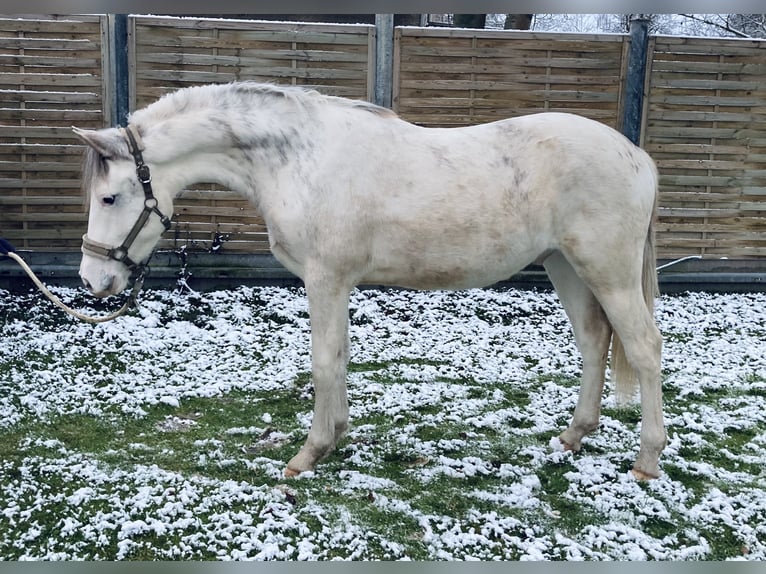 Freiberg / Franches Montagnes Mix Castrone 3 Anni 155 cm Bianco in Großengottern