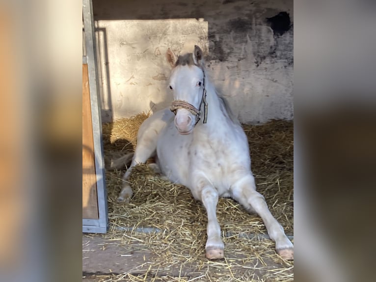 Freiberg / Franches Montagnes Mix Castrone 3 Anni 155 cm Bianco in Großengottern