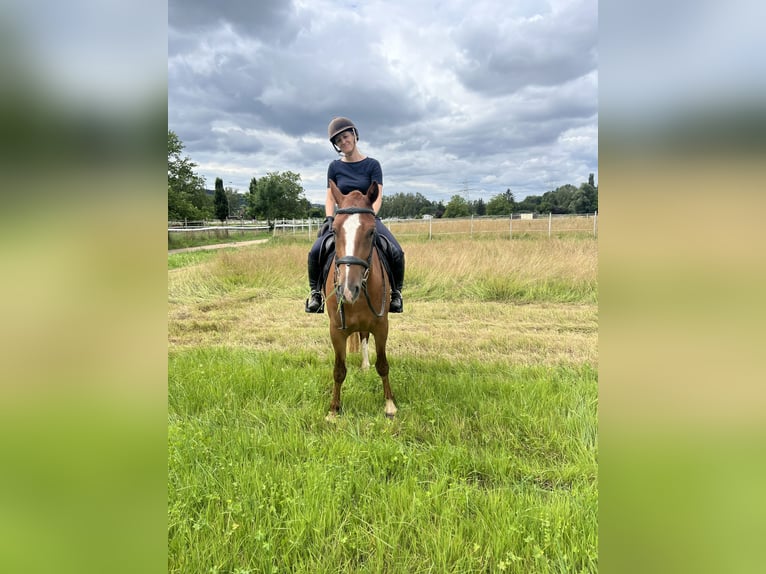 Freiberg / Franches Montagnes Castrone 3 Anni 155 cm Sauro in Rümmingen