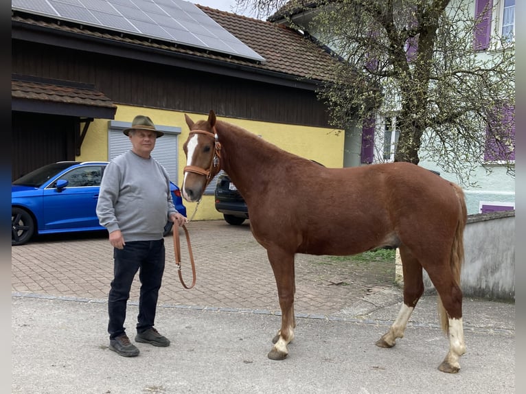 Freiberg / Franches Montagnes Castrone 3 Anni 155 cm Sauro in Rümmingen