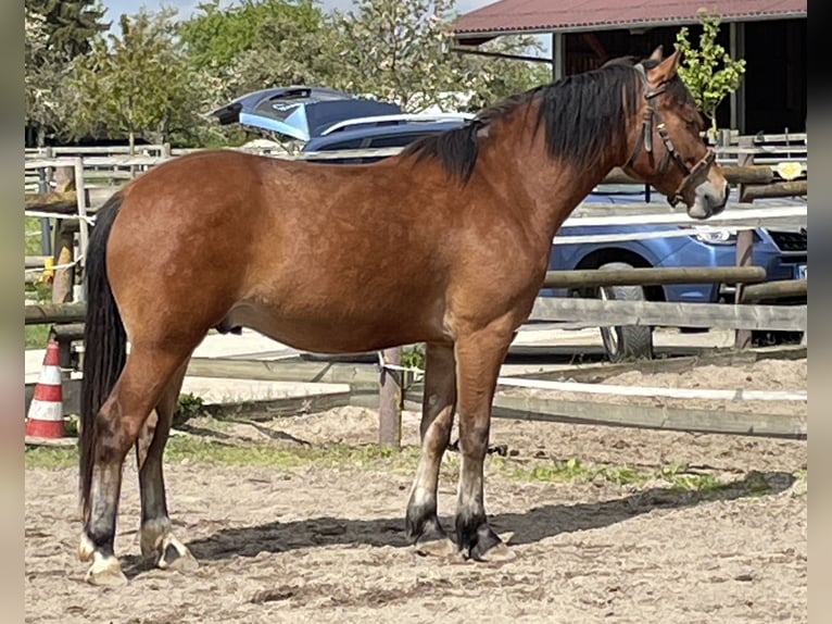 Freiberg / Franches Montagnes Castrone 3 Anni 156 cm Baio in Köngen