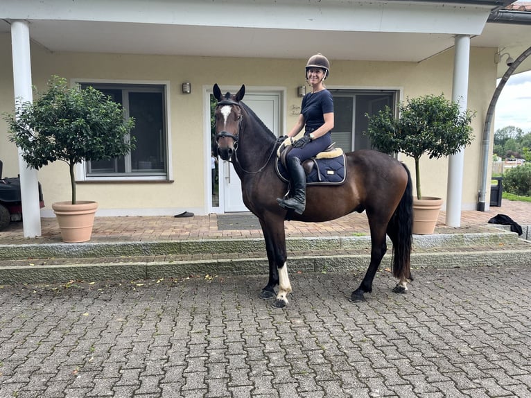 Freiberg / Franches Montagnes Castrone 3 Anni 157 cm Baio scuro in Rümmingen