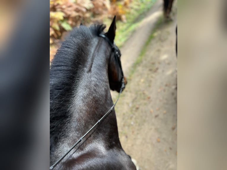 Freiberg / Franches Montagnes Castrone 3 Anni 158 cm Baio scuro in Rümmingen