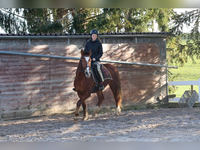 Freiberg / Franches Montagnes Castrone 3 Anni 160 cm Baio in Arnegg