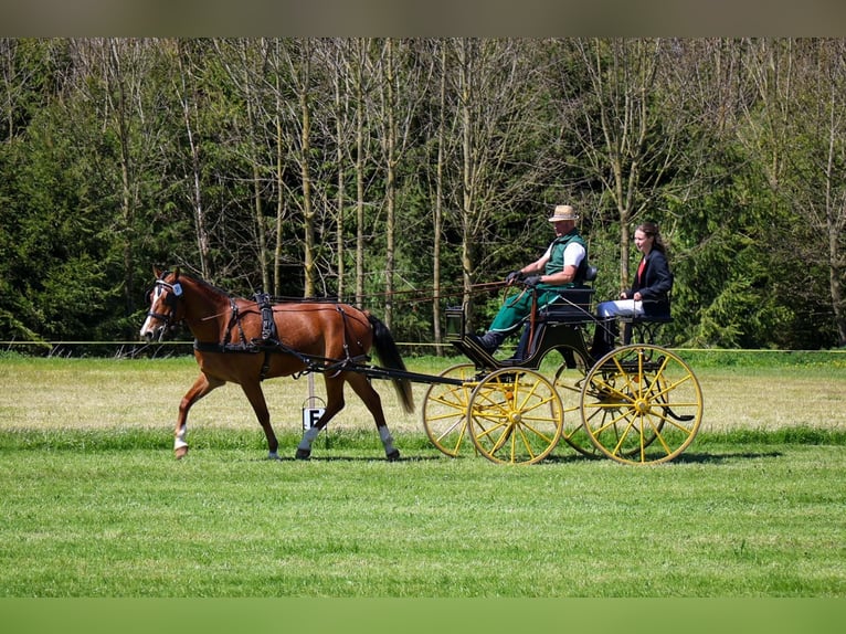 Freiberg / Franches Montagnes Castrone 3 Anni 160 cm Baio in Arnegg