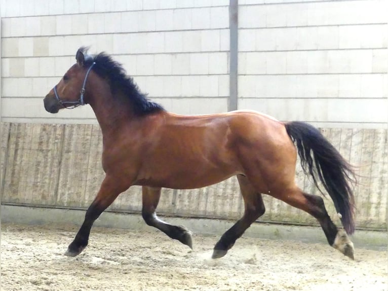 Freiberg / Franches Montagnes Castrone 3 Anni 160 cm Baio in Emlichheim