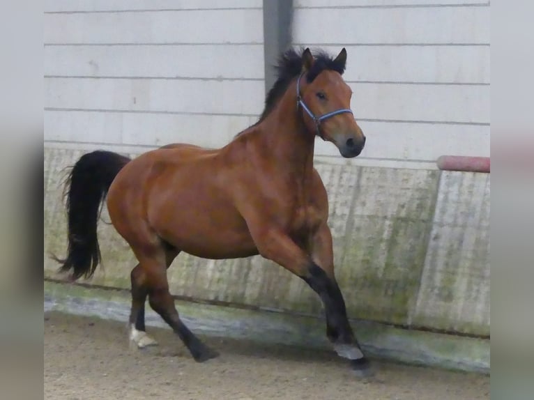 Freiberg / Franches Montagnes Castrone 3 Anni 160 cm Baio in Emlichheim