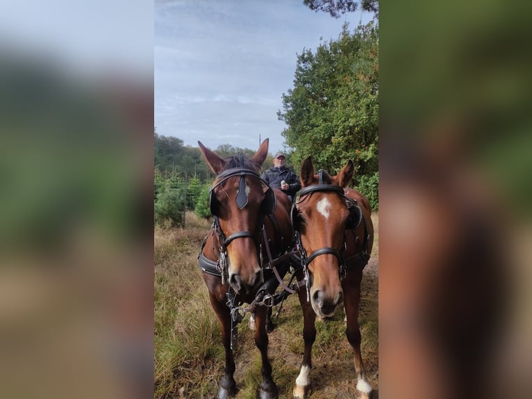 Freiberg / Franches Montagnes Castrone 3 Anni 160 cm Baio in Emlichheim