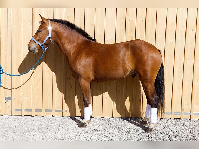 Freiberg / Franches Montagnes Castrone 3 Anni 162 cm Baio in Stehrenberg