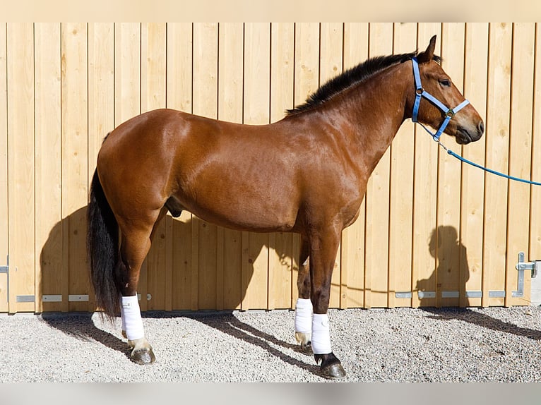 Freiberg / Franches Montagnes Castrone 3 Anni 162 cm Baio in Stehrenberg