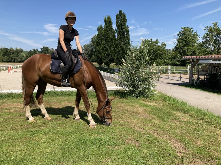 Freiberg / Franches Montagnes Castrone 3 Anni 162 cm Sauro scuro in Rümmingen