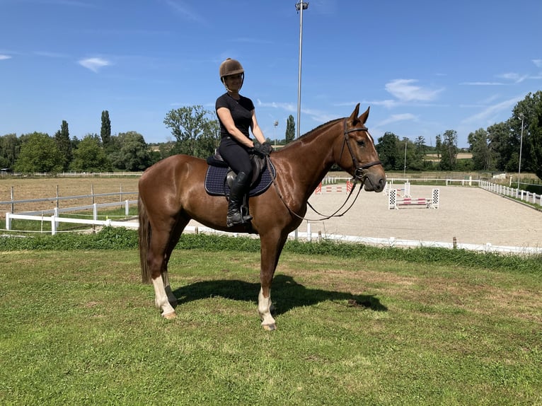 Freiberg / Franches Montagnes Castrone 3 Anni 162 cm Sauro scuro in Rümmingen