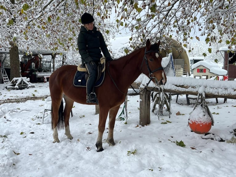 Freiberg / Franches Montagnes Castrone 3 Anni 164 cm Baio in Rümmingen