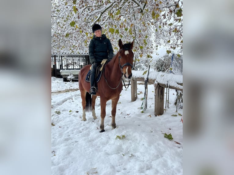 Freiberg / Franches Montagnes Castrone 3 Anni 164 cm Baio in Rümmingen