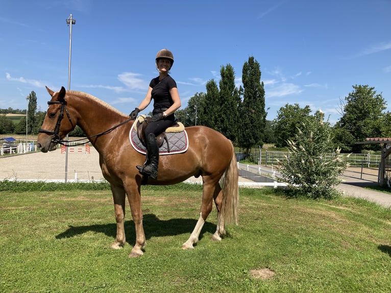 Freiberg / Franches Montagnes Castrone 3 Anni 164 cm Sauro in Rümmingen