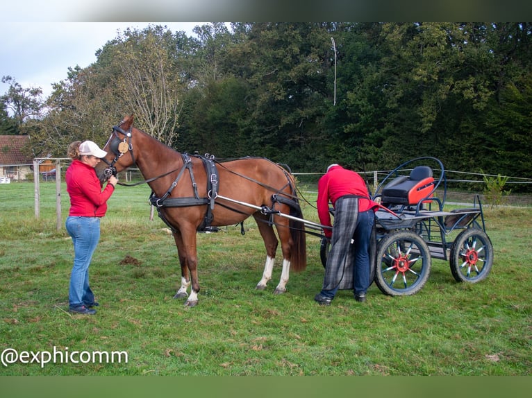 Freiberg / Franches Montagnes Castrone 4 Anni 151 cm Baio in Saint-Denis