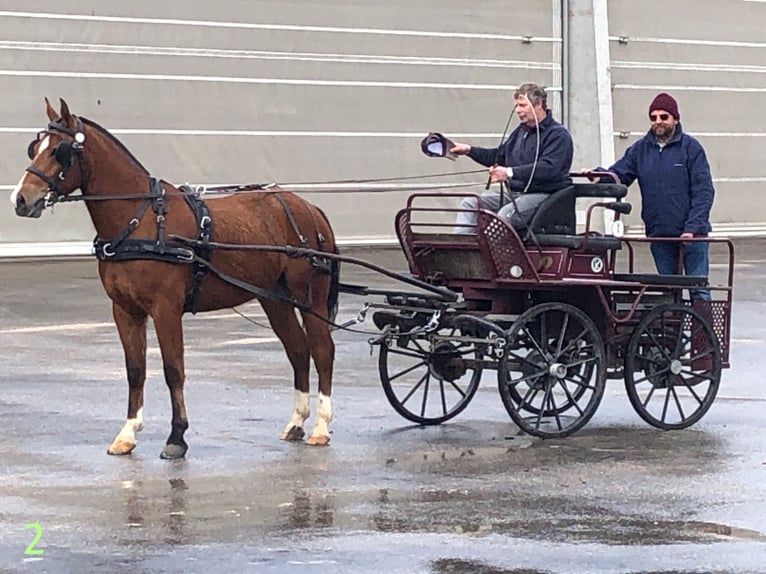 Freiberg / Franches Montagnes Castrone 4 Anni 151 cm Baio in Rümmingen