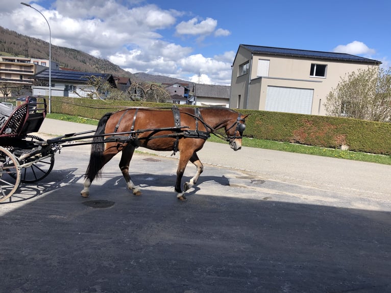 Freiberg / Franches Montagnes Castrone 4 Anni 151 cm Baio in Rümmingen