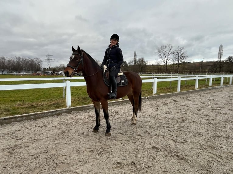 Freiberg / Franches Montagnes Castrone 4 Anni 151 cm Baio in Rümmingen