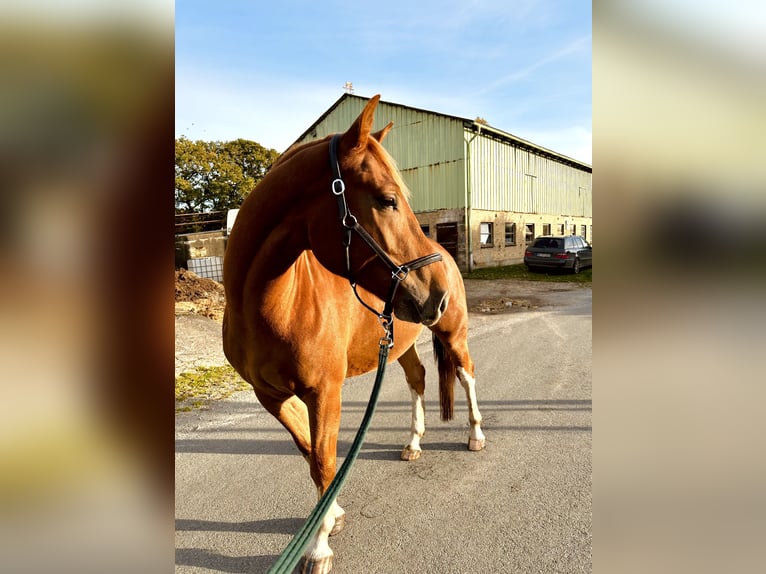 Freiberg / Franches Montagnes Castrone 4 Anni 153 cm Sauro in Behrendorf